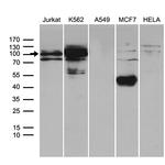TCF12 Antibody in Western Blot (WB)