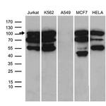 TCF12 Antibody in Western Blot (WB)