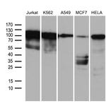 TCF12 Antibody in Western Blot (WB)