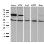 TCF12 Antibody in Western Blot (WB)