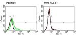 TCR delta Antibody