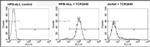 TCR V beta 5b Antibody