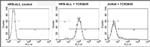 TCR V beta 5b Antibody in Flow Cytometry (Flow)