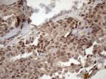 TDG Antibody in Immunohistochemistry (Paraffin) (IHC (P))