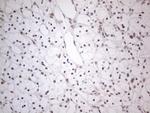 TDG Antibody in Immunohistochemistry (Paraffin) (IHC (P))