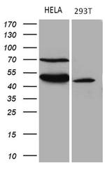 TEKT2 Antibody in Western Blot (WB)