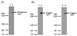 TET1 Antibody in Western Blot (WB)