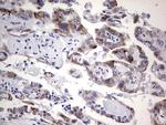 TET3 Antibody in Immunohistochemistry (Paraffin) (IHC (P))