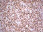 TET3 Antibody in Immunohistochemistry (Paraffin) (IHC (P))