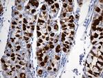 TFF1 Antibody in Immunohistochemistry (Paraffin) (IHC (P))