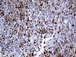 TFF3 Antibody in Immunohistochemistry (Paraffin) (IHC (P))