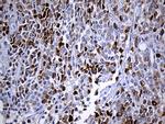 TFF3 Antibody in Immunohistochemistry (Paraffin) (IHC (P))