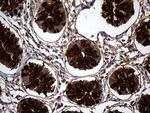 TFF3 Antibody in Immunohistochemistry (Paraffin) (IHC (P))