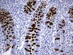 TFF3 Antibody in Immunohistochemistry (Paraffin) (IHC (P))