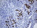 TFF3 Antibody in Immunohistochemistry (Paraffin) (IHC (P))