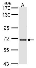 GTF3C2 Antibody in Western Blot (WB)