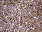 TG Antibody in Immunohistochemistry (Paraffin) (IHC (P))