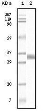 TGF beta-1 Monoclonal Antibody (4F9C10,1B11B7)