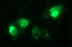 TGFB1 Antibody in Immunocytochemistry (ICC/IF)