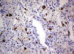 TGIF1 Antibody in Immunohistochemistry (Paraffin) (IHC (P))