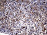 TGIF1 Antibody in Immunohistochemistry (Paraffin) (IHC (P))