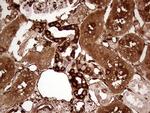 TGM2 Antibody in Immunohistochemistry (Paraffin) (IHC (P))