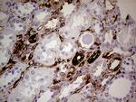 TGM2 Antibody in Immunohistochemistry (Paraffin) (IHC (P))