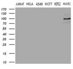 TGM2 Antibody in Western Blot (WB)