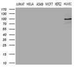 TGM2 Antibody in Western Blot (WB)