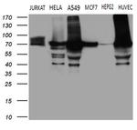 TGM2 Antibody in Western Blot (WB)