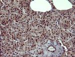TH Antibody in Immunohistochemistry (Paraffin) (IHC (P))
