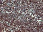 TH Antibody in Immunohistochemistry (Paraffin) (IHC (P))