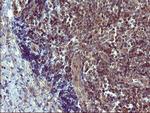 TH Antibody in Immunohistochemistry (Paraffin) (IHC (P))