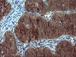 TH Antibody in Immunohistochemistry (Paraffin) (IHC (P))