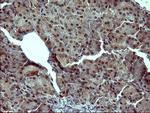 TH Antibody in Immunohistochemistry (Paraffin) (IHC (P))