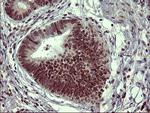 TH Antibody in Immunohistochemistry (Paraffin) (IHC (P))