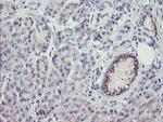 THAP6 Antibody in Immunohistochemistry (Paraffin) (IHC (P))