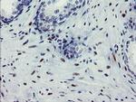 THAP6 Antibody in Immunohistochemistry (Paraffin) (IHC (P))