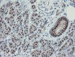 THAP6 Antibody in Immunohistochemistry (Paraffin) (IHC (P))