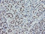 THAP6 Antibody in Immunohistochemistry (Paraffin) (IHC (P))