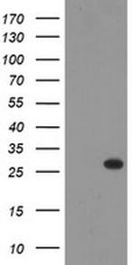 THAP6 Antibody in Western Blot (WB)