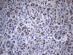 THAP8 Antibody in Immunohistochemistry (Paraffin) (IHC (P))