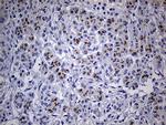 THAP8 Antibody in Immunohistochemistry (Paraffin) (IHC (P))