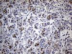 THAP8 Antibody in Immunohistochemistry (Paraffin) (IHC (P))