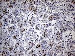 THAP8 Antibody in Immunohistochemistry (Paraffin) (IHC (P))