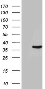 THAP8 Antibody in Western Blot (WB)