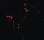 Thrombospondin 4 Antibody in Immunocytochemistry (ICC/IF)