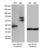 THOC3 Antibody in Western Blot (WB)