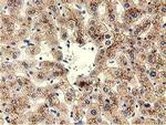THOP1 Antibody in Immunohistochemistry (Paraffin) (IHC (P))