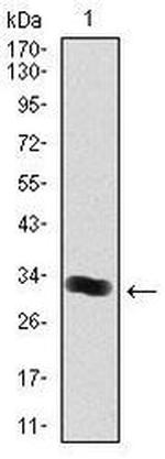 Thrombopoietin Monoclonal Antibody (1B11)